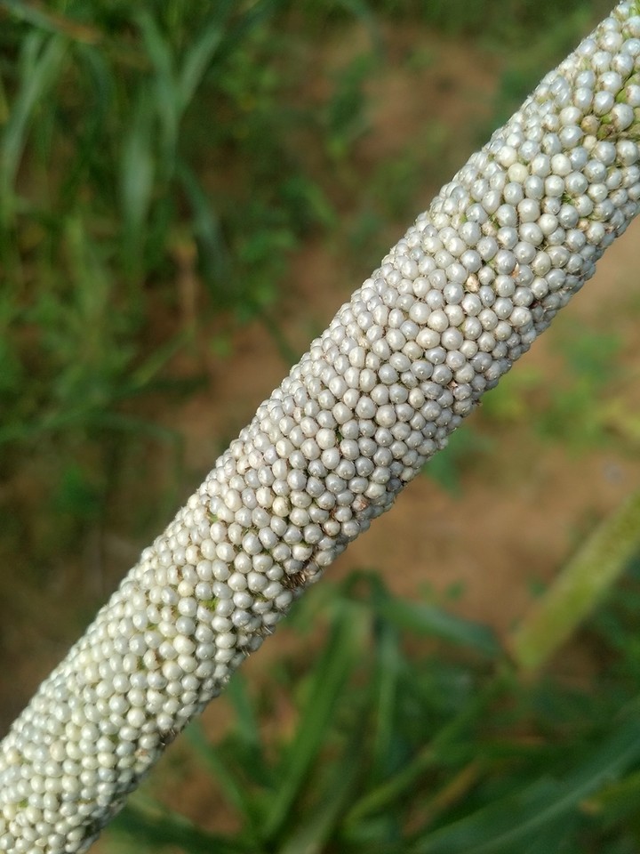 pearl millet ....