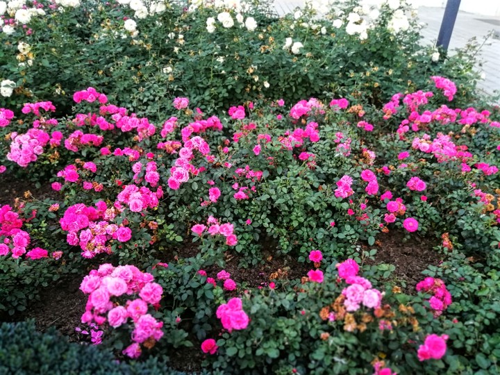 Rosen im Garten