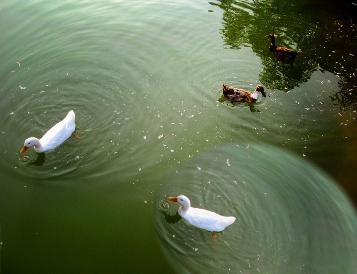 On the Water 1