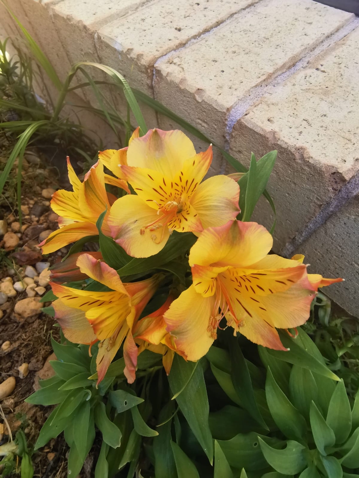 Spring of Australia, Huawei camera, no filter added ?