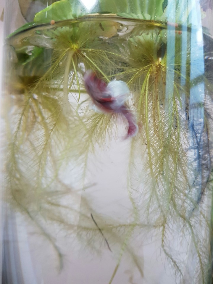 베타