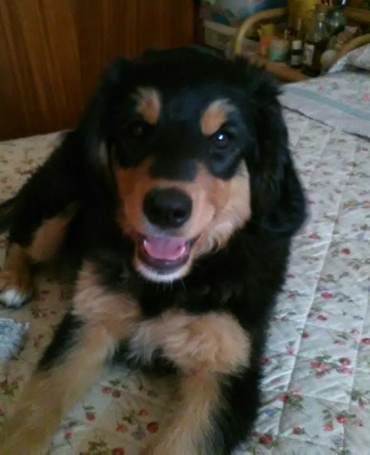 dog