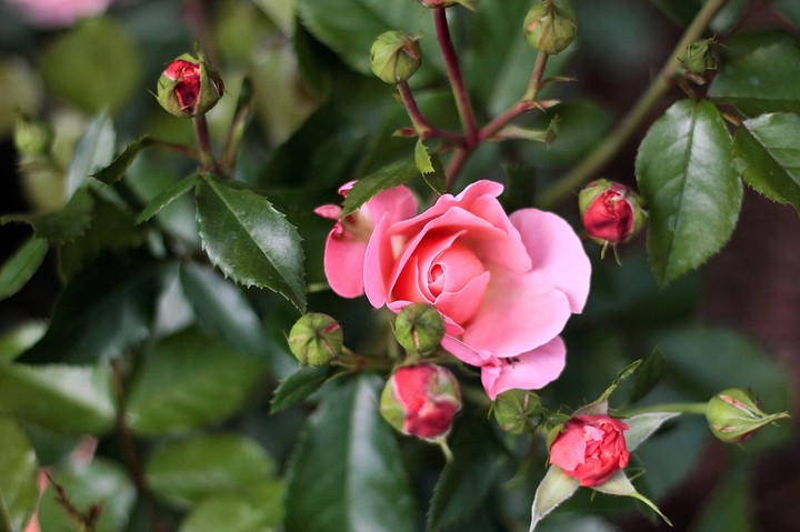 rose 15