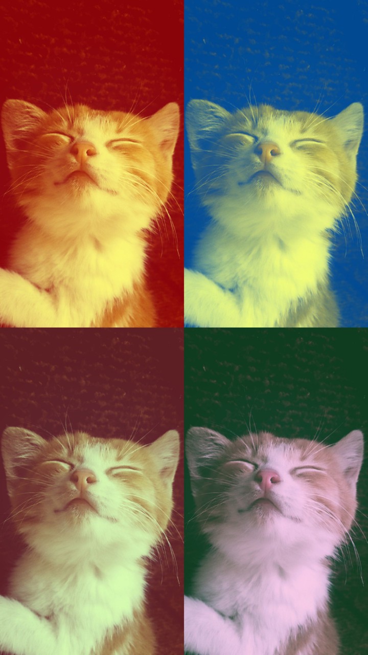 cat pop art