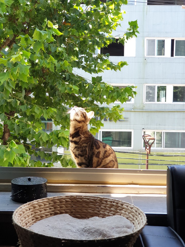 cat window
