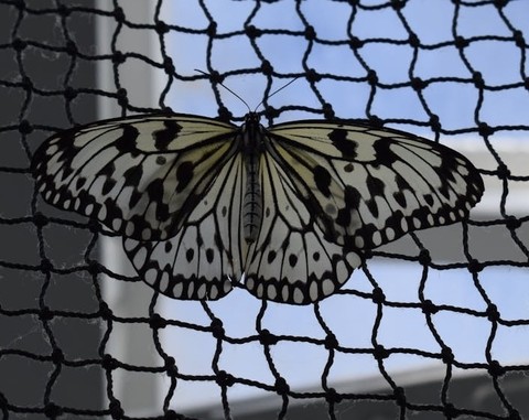 black, butterfly wallpapers