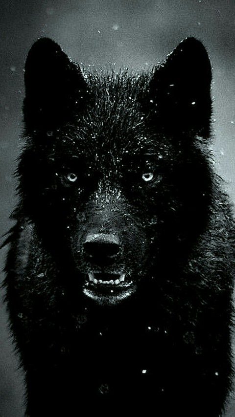 black wolf