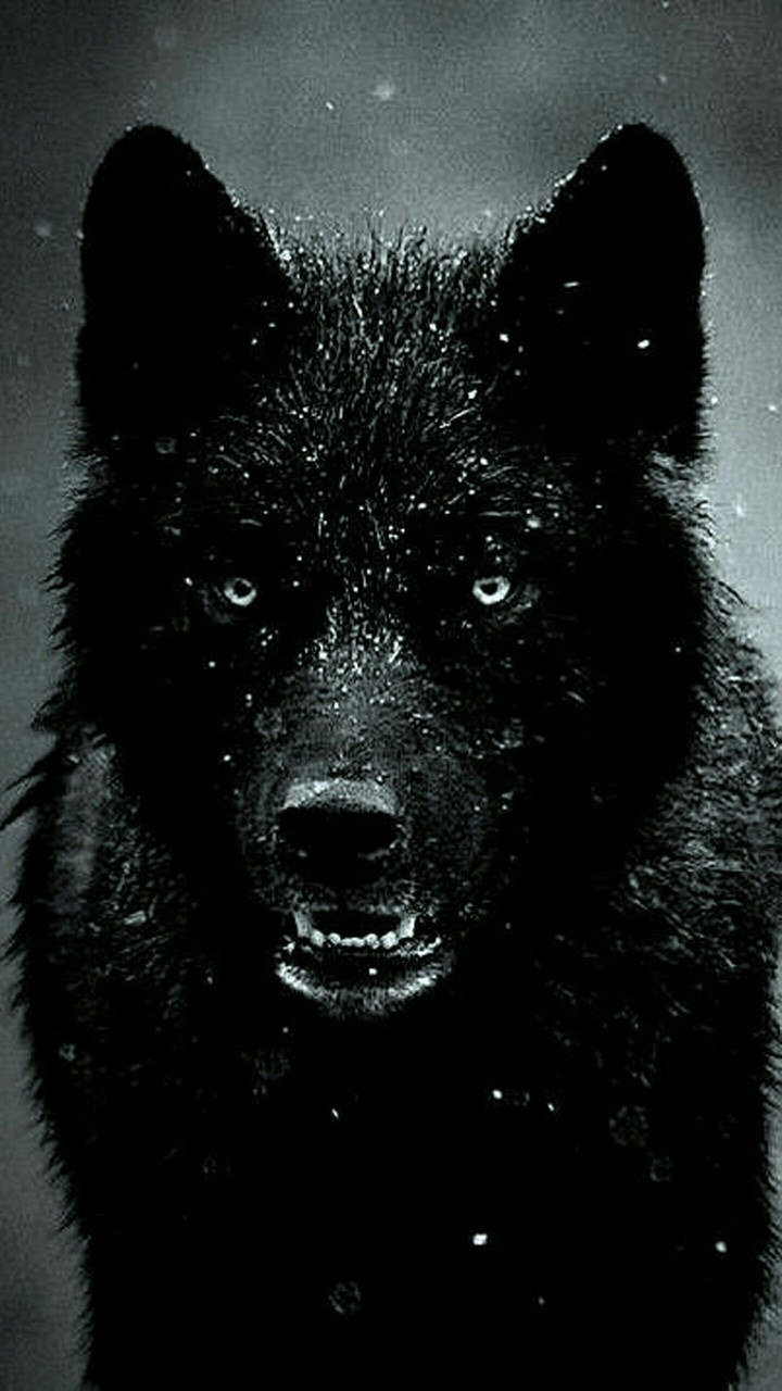 black wolf