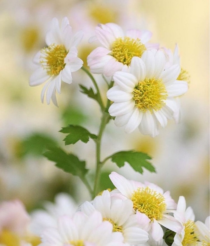 Daisies