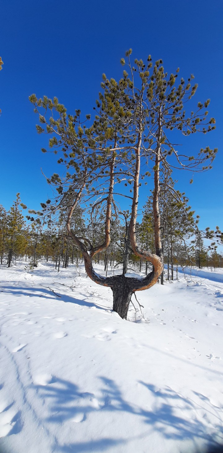 16.03.2021... в тайге возле зимника