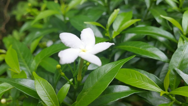 Flower ___ Jasmine