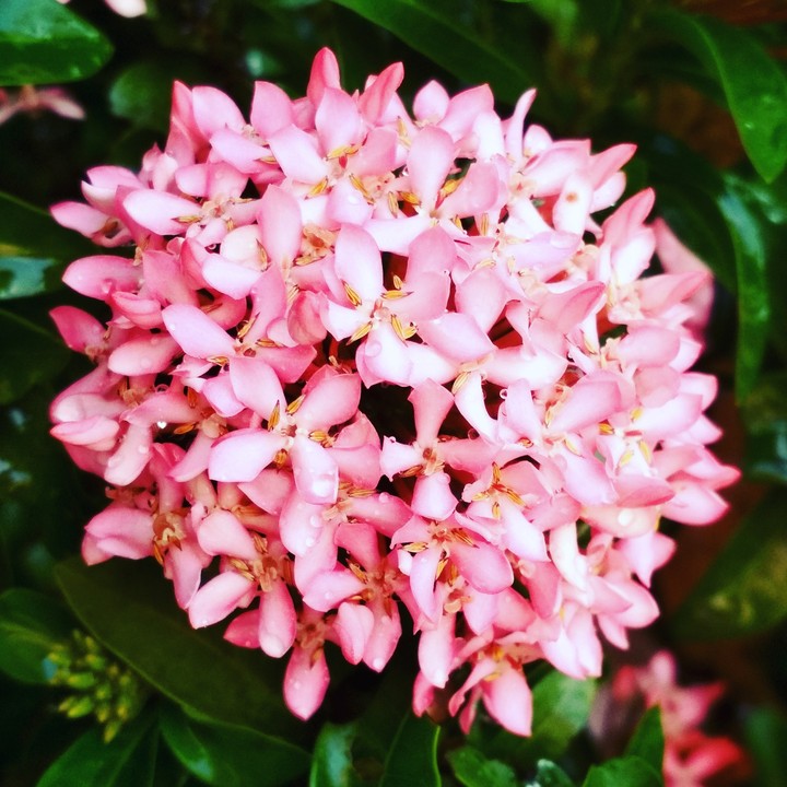 flowers