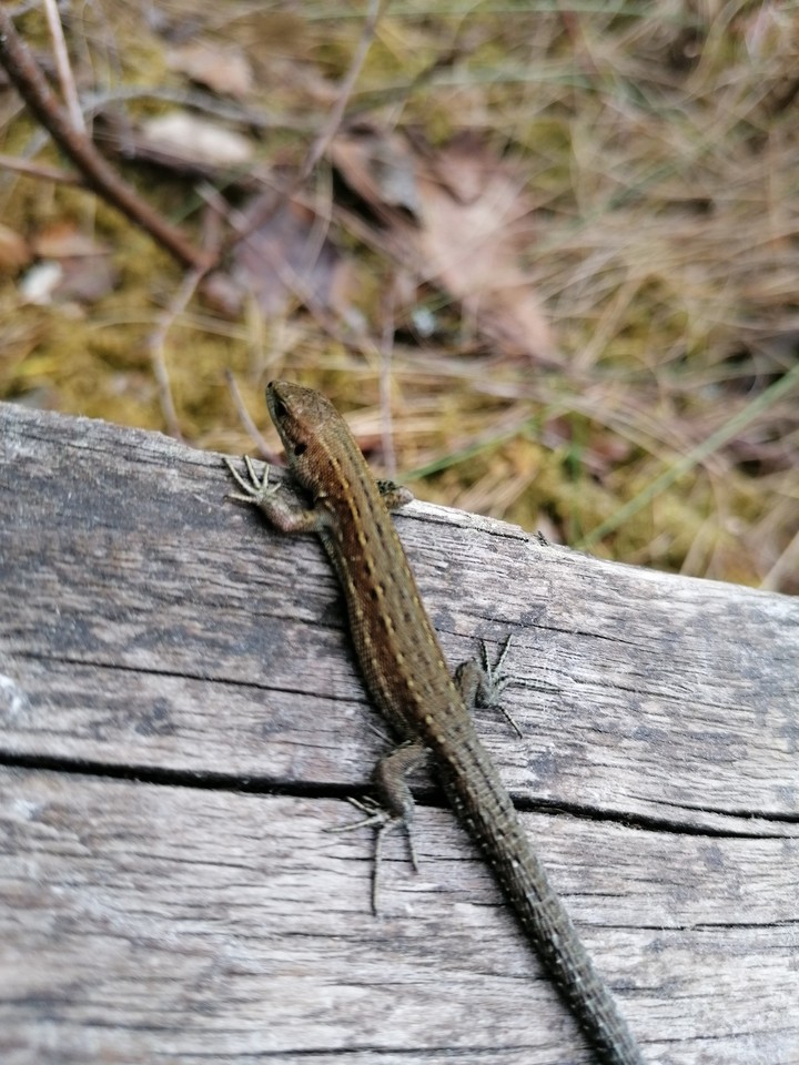 lizard