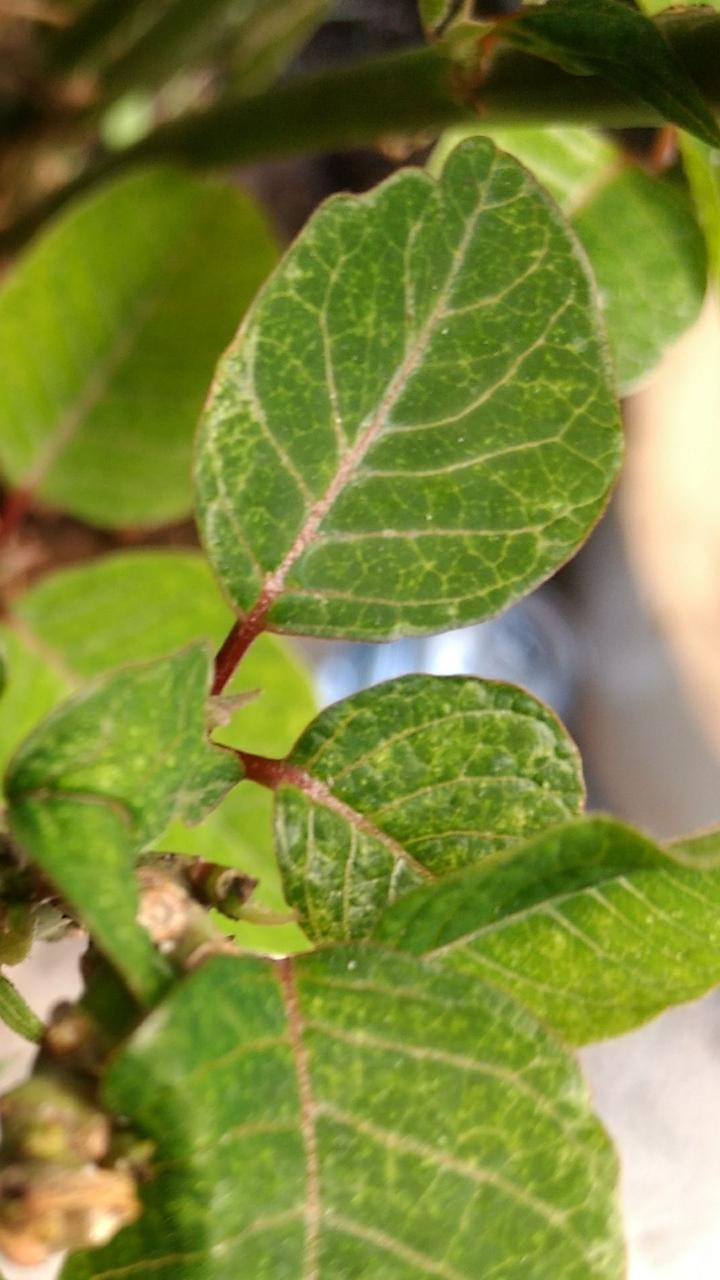 seed