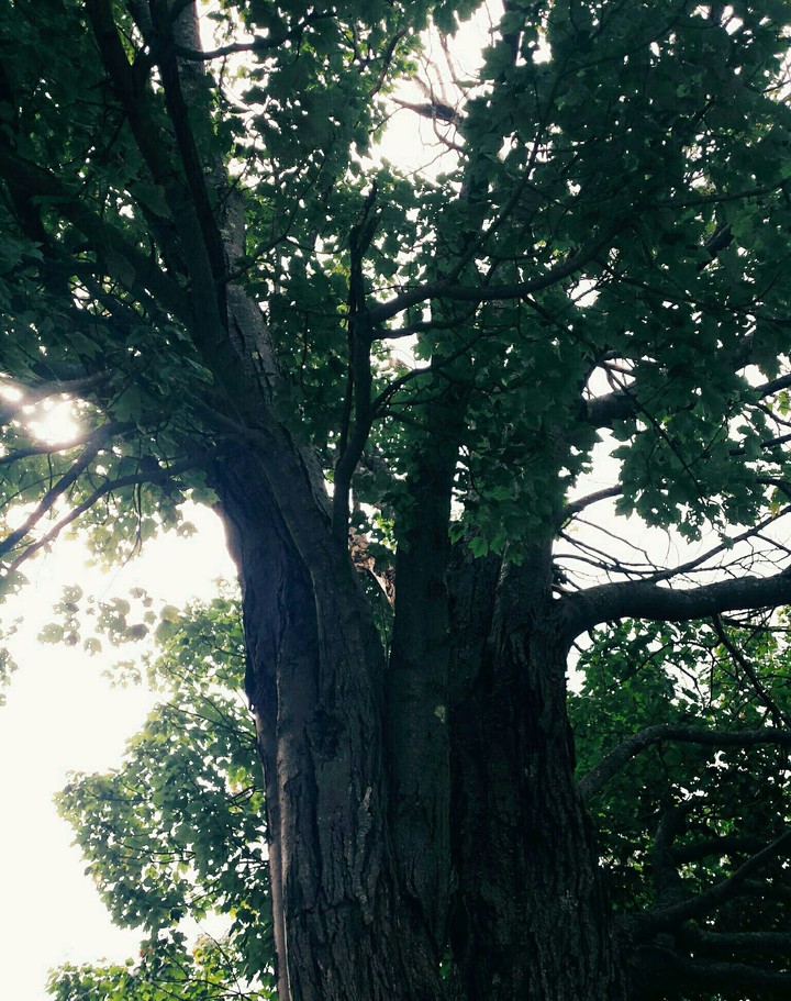 more beautiful trees