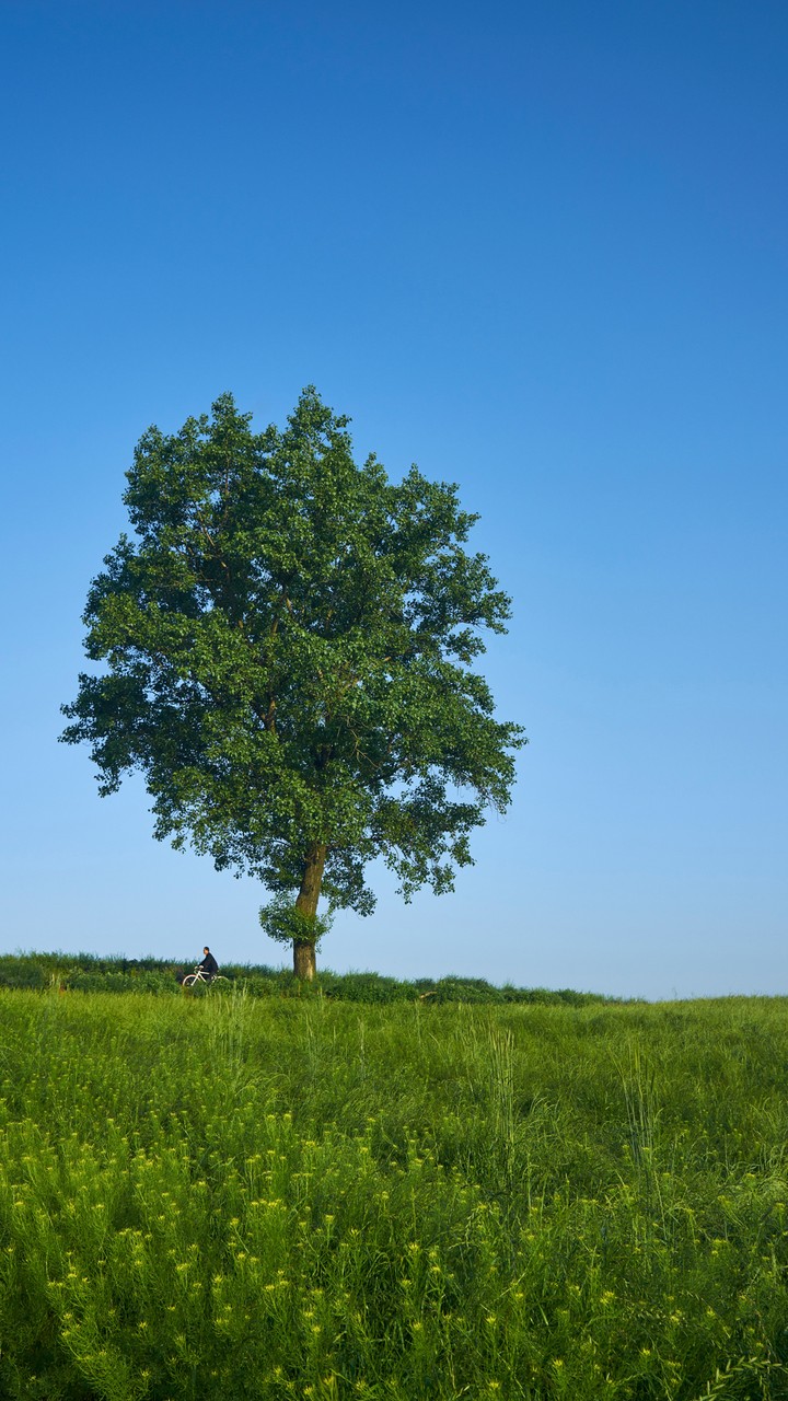 Tree on the Field
