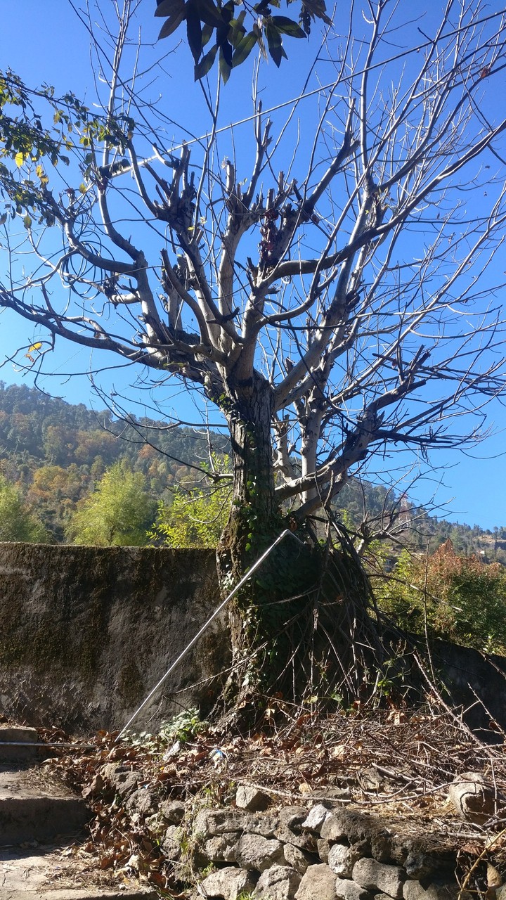 natural tree