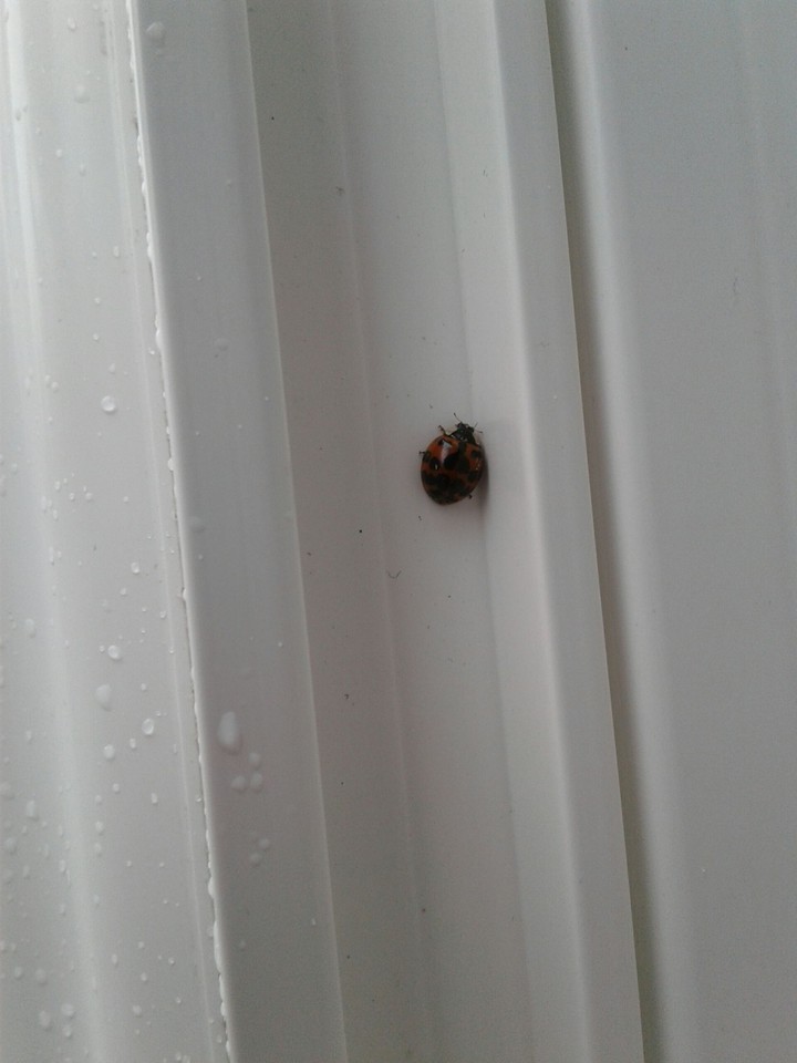 The Lone Lady Bug