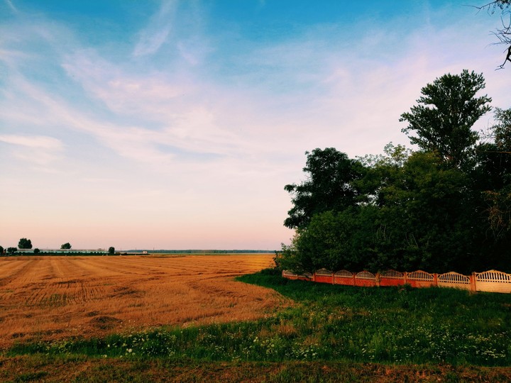 Field