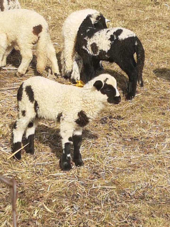 sheep