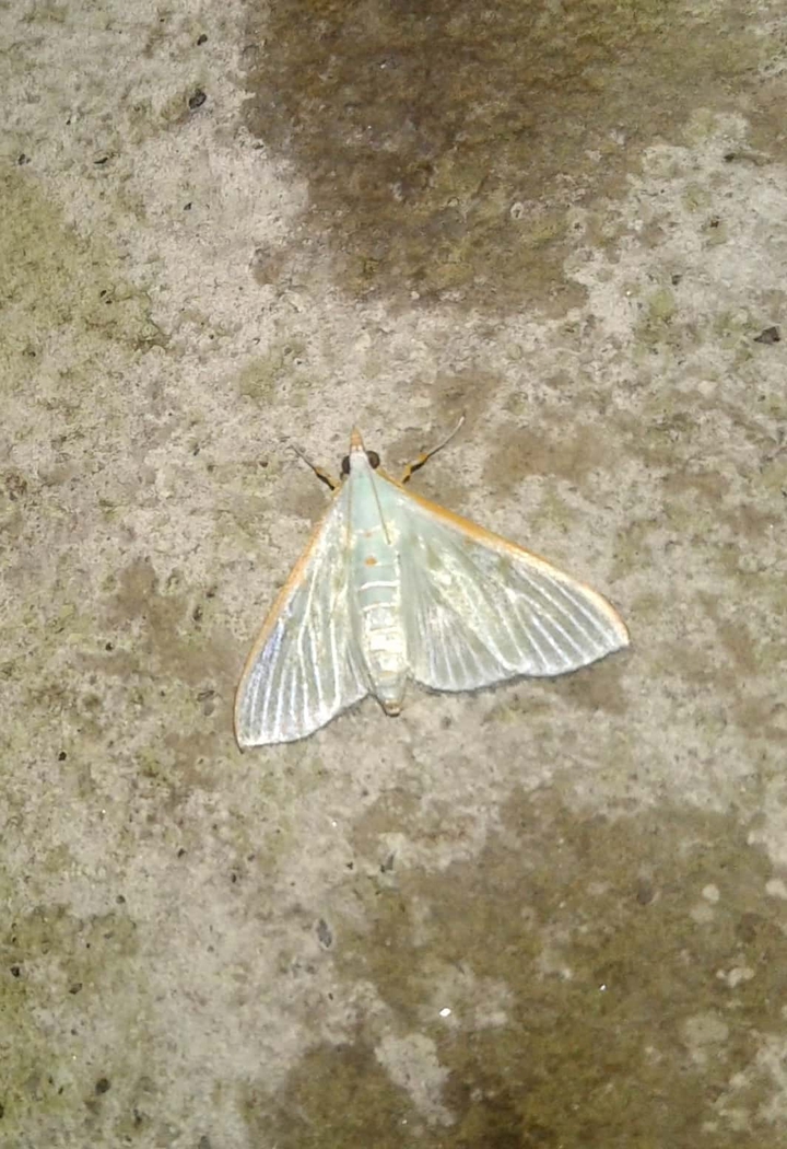 A moth