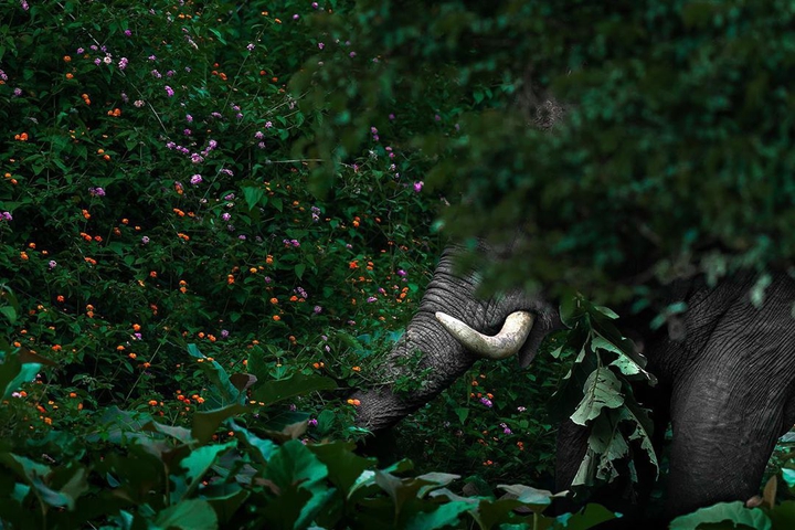 jungle
