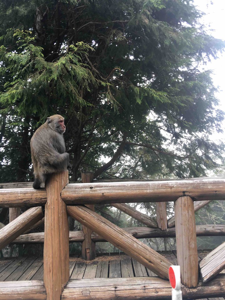 monkey