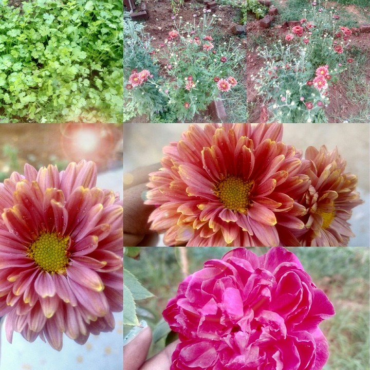 Nature's Gift(Collage)