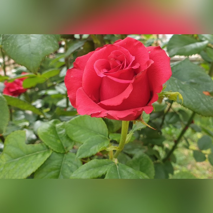 Red Rose