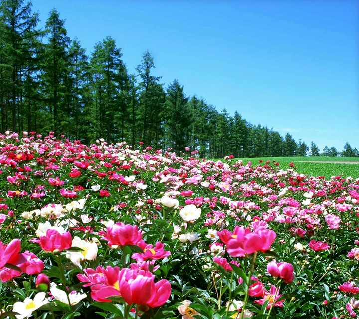Nature