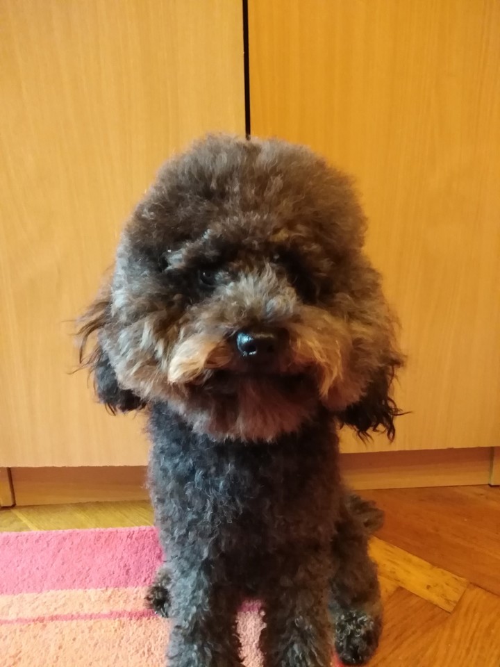 Jojó