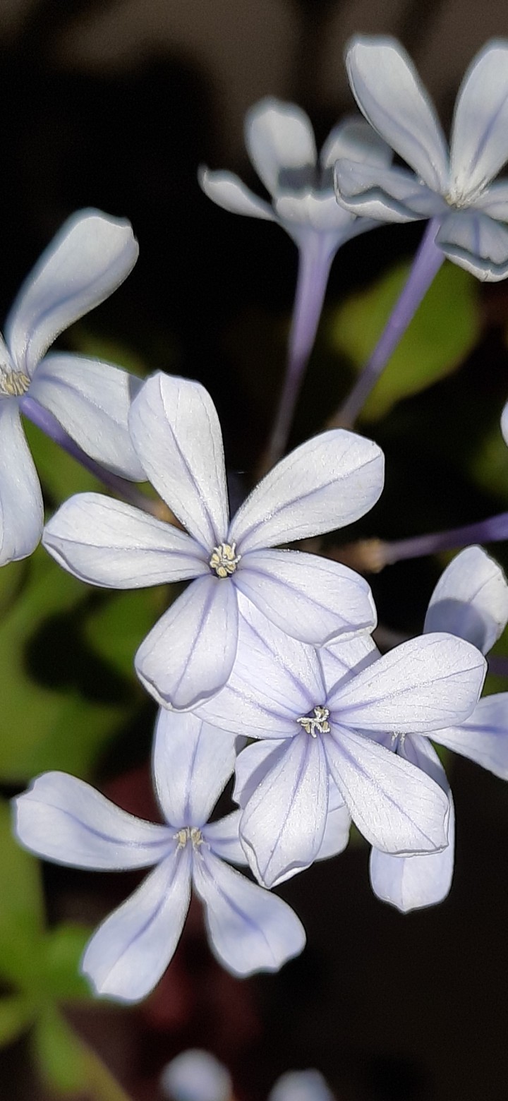 blue jasmine