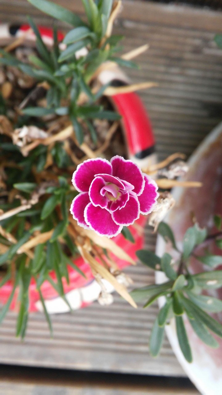 pink flower