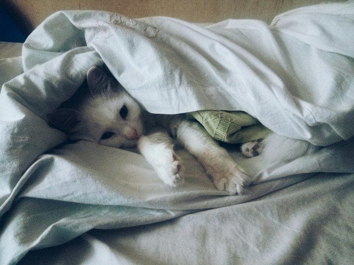 Котик под одеялом