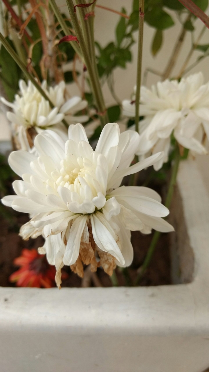 flor branca