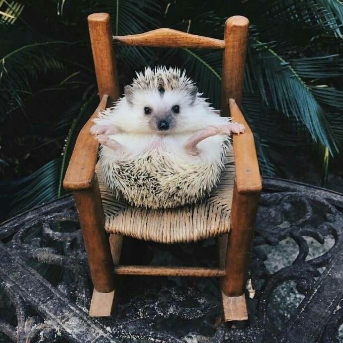 porcupine