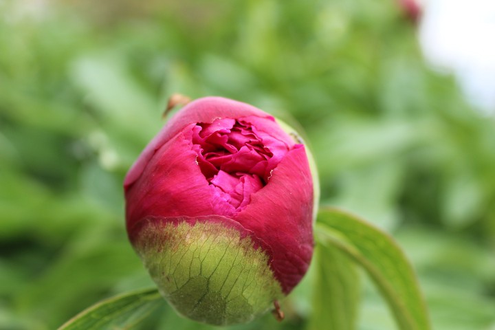 peony