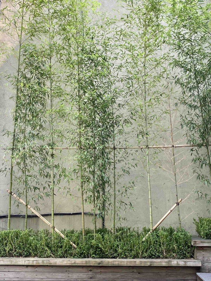 bamboo wall