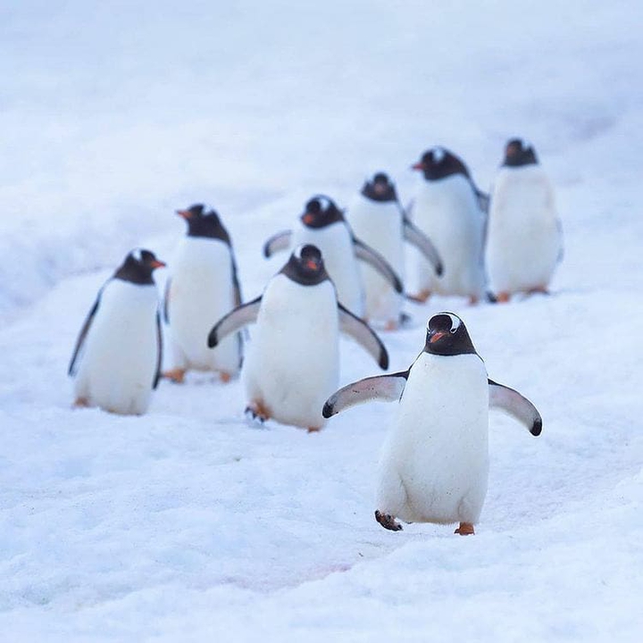 Penguins in Antarctica