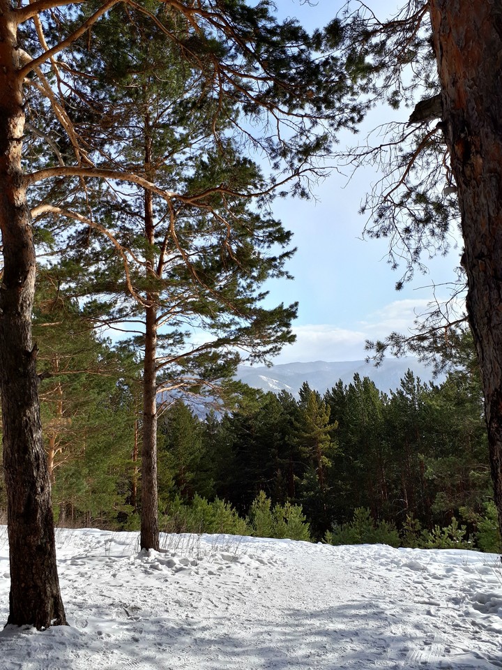 Россия, Красноярск, лес в горах, зима