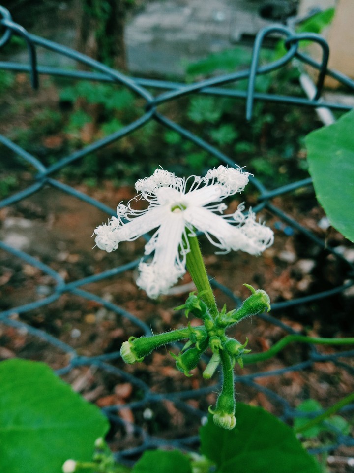 flower