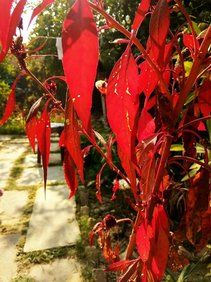 Red Leaf.