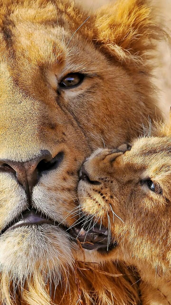Beijinhos