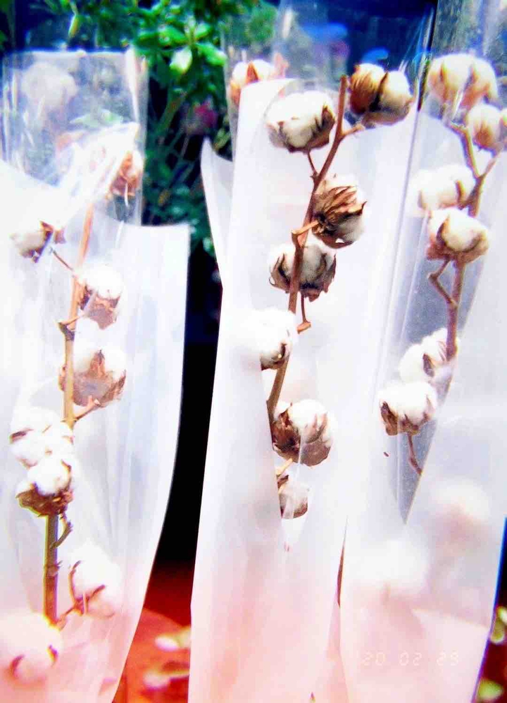 cotten flower