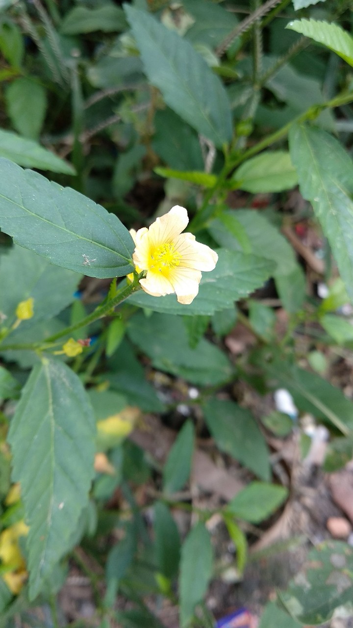 Nature