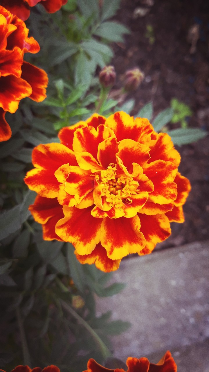 biutiful flower