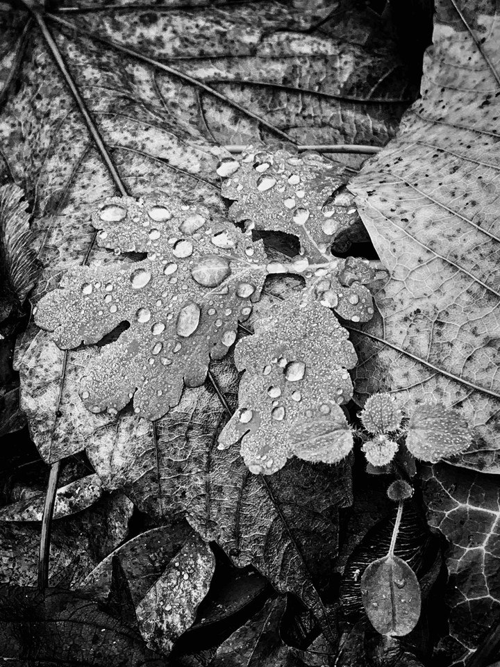 waterdrops