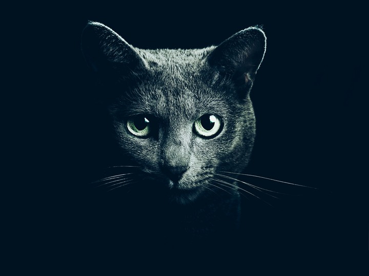 cat
