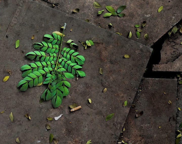 leaves & branch