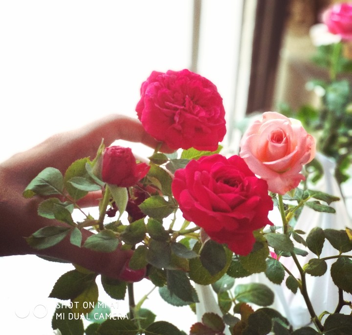 roses